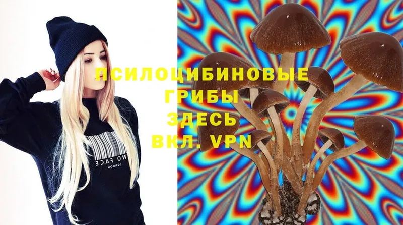 Псилоцибиновые грибы Psilocybe  Калининск 